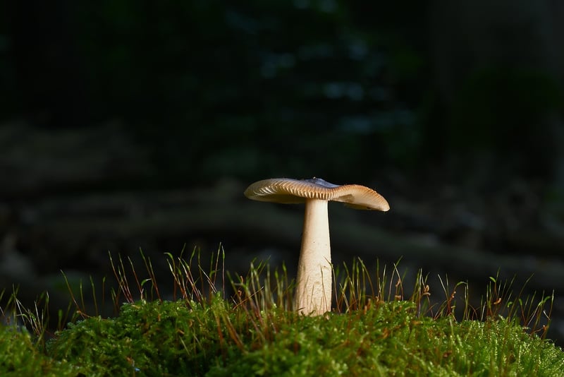 Walking in Nature